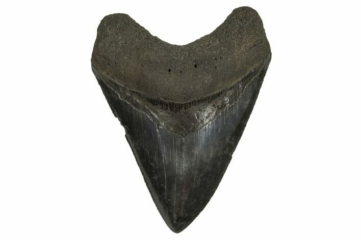 Serrated Fossil Megalodon Tooth - South Carolina #296053